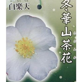 白楽天：サザンカ（山茶花） : 日本花卉ガーデンセンターYahoo!店