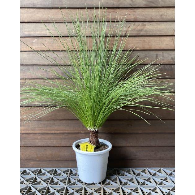 大王松（ダイオウショウ、ダイオウマツ）5寸鉢植え : 日本花卉ガーデン