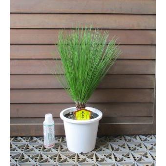 大王松（ダイオウショウ、ダイオウマツ）5寸鉢植え : 日本花卉ガーデン