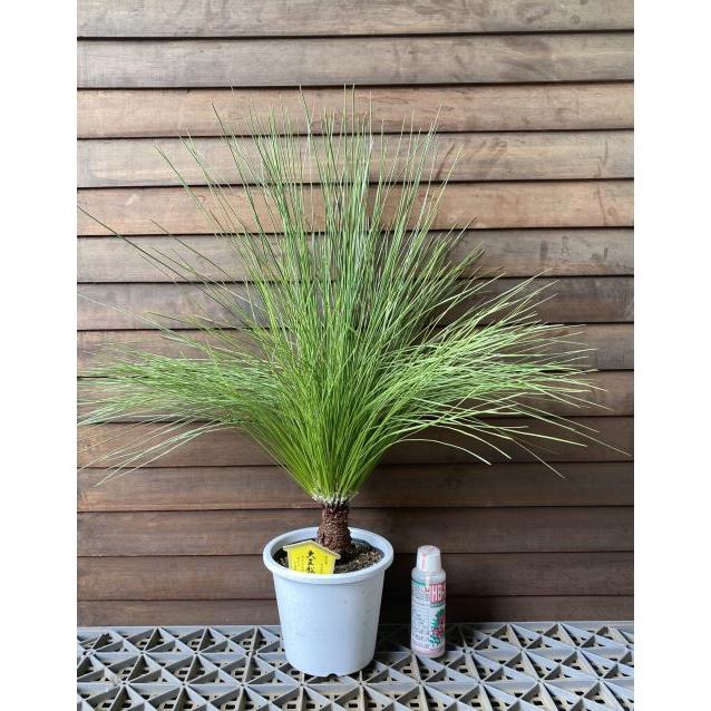 大王松　60㎝　45 大王松（ダイオウショウ、ダイオウマツ）5寸鉢植え : 日本花卉ガーデン