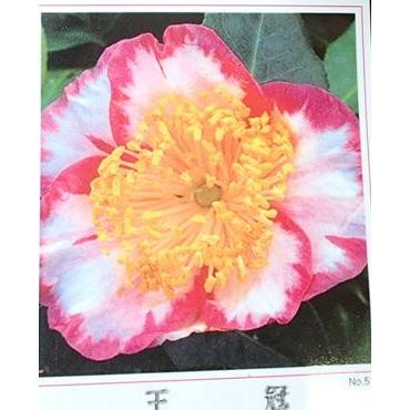 肥後椿 王冠：椿（ツバキ） : 日本花卉ガーデンセンターYahoo!店