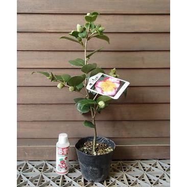 肥後椿 王冠：椿（ツバキ） : 日本花卉ガーデンセンターYahoo!店