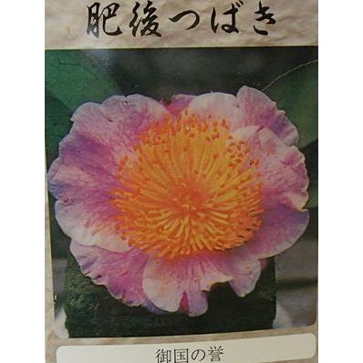 肥後椿 御国の誉：椿（ツバキ） : 日本花卉ガーデンセンターYahoo!店