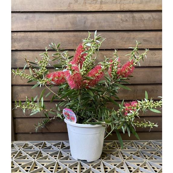 キンポウジュ（金宝樹） 赤花 ブラッシノキ 4.5寸鉢植え カリステモン