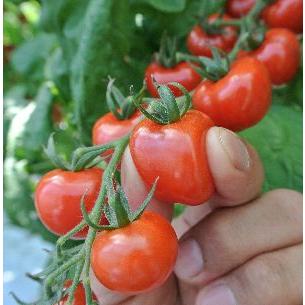 珍しいトマトの苗6本セット 夏植え!人気のトマト苗 3品種セット セット