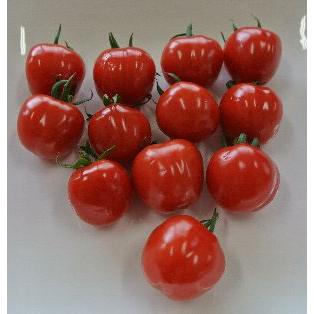 4月上旬以降発送予定 甘〜くとろけるミニトマト つやぷるん 2ポット