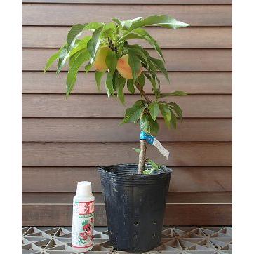 矮性桃 ボナンザピーチ（ドワーフピーチ） 6寸鉢植え : 日本花卉