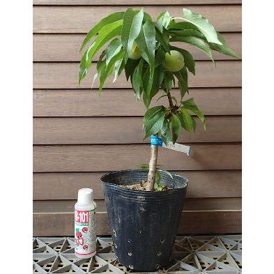 矮性桃 ボナンザピーチ（ドワーフピーチ） 6寸鉢植え : 日本