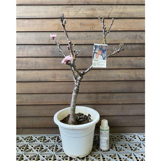 矮性桃 ボナンザピーチ（ドワーフピーチ） 6寸鉢植え : 日本