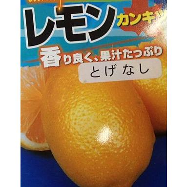 トゲナシレモン（シチリアレモン）：果樹苗 柑橘苗 苗木 接木 苗