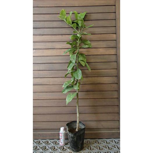 トゲナシレモン（シチリアレモン）：果樹苗 柑橘苗 苗木 接木 苗