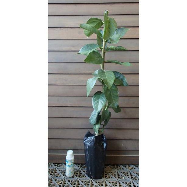 トゲナシレモン（シチリアレモン）：果樹苗 柑橘苗 苗木 接木 苗