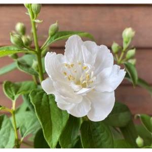 八重咲きバイカウツギ（梅花ウツギ）5寸鉢植え 花弁の少ない半八重も