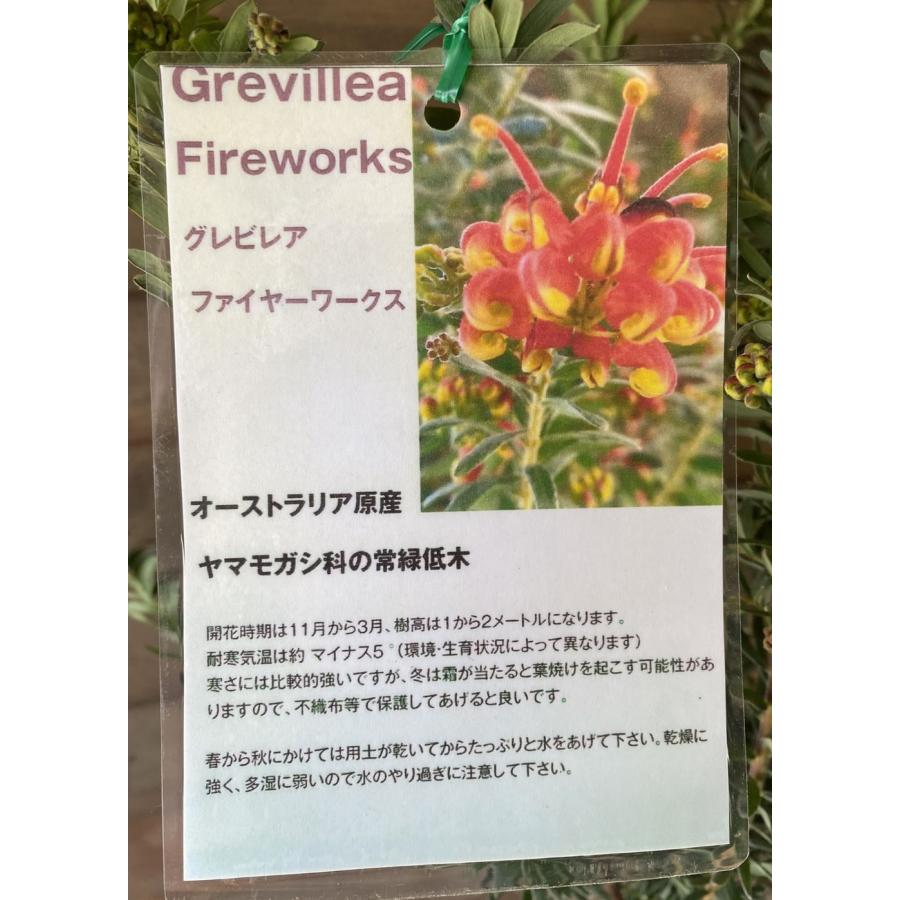 グレビレア ファイアーワークス ファイヤーワークス 5寸鉢植え : 日本