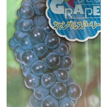 ぶどうの木 ぶどうの苗木 ブドウ苗木 葡萄の木 キャンベルスアーリー