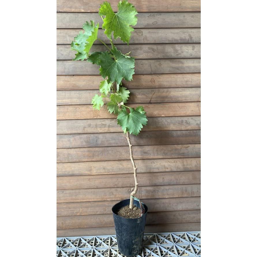 ☆*☆様 ブドウの木（未成熟の果実付き）ナイアガラ苗木 ブドウ：ナイアガラ挿木苗4～5号ポット の通販 | 園芸ネット