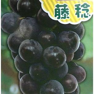 ぶどうの木 ぶどうの苗木 ブドウ苗木 葡萄の木 藤稔 ふじみのり