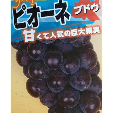 ぶどうの木 ぶどうの苗木 ブドウ苗木 葡萄の木 ピオーネ （ブドウ
