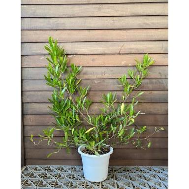 ドドナエア ビスコーサ グリーン （5寸鉢植え） 苗 苗木 庭木 緑色の葉