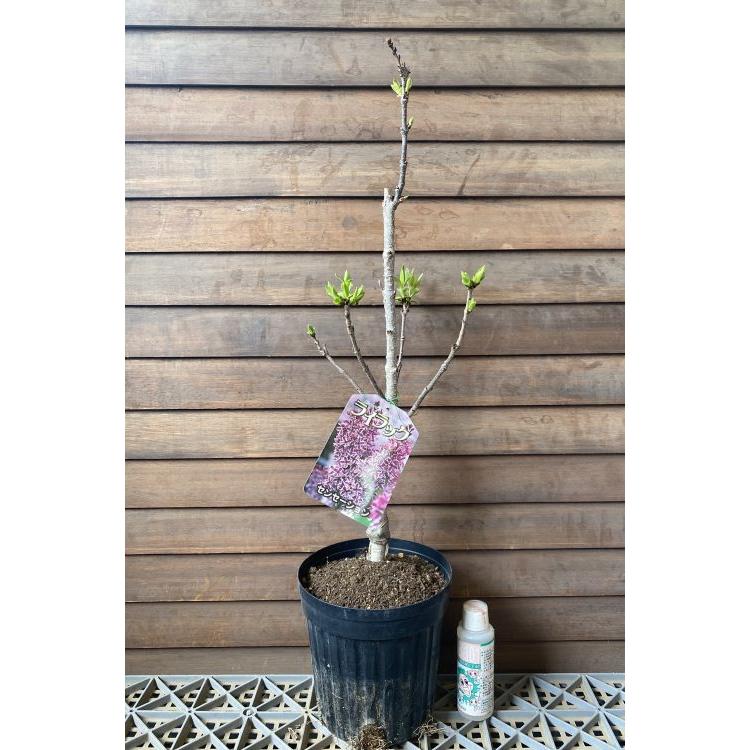 ライラック （センセーション） 6寸鉢植え 苗 苗木 ＊樹形が乱れてい