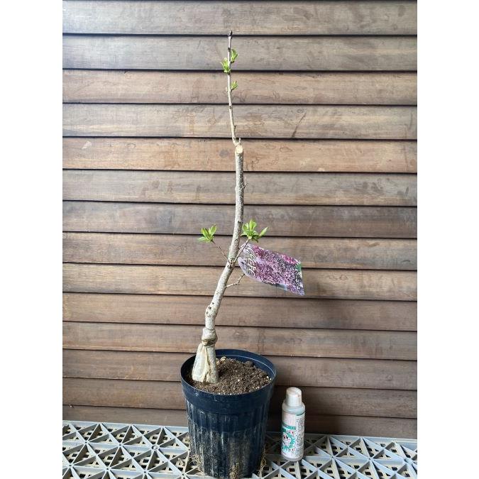 ライラック （センセーション） 6寸鉢植え 苗 苗木 ＊樹形が