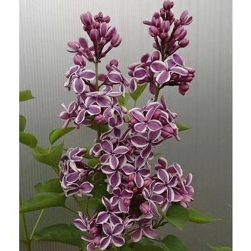 ライラック （センセーション） 6寸鉢植え 苗 苗木 ＊樹形が乱れてい