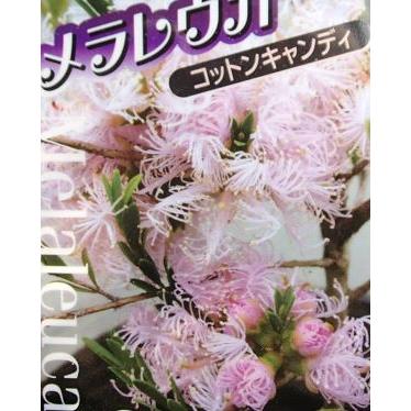 花京院 キャンディ メラレウカ コットンキャンディー 4寸ポット苗 : 日本花卉