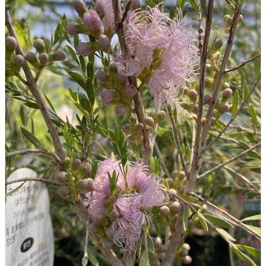 メラレウカ コットンキャンディー 4寸ポット苗 : 日本花卉