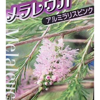 メラレウカ アルミラリスピンク : 日本花卉ガーデンセンターYahoo!店