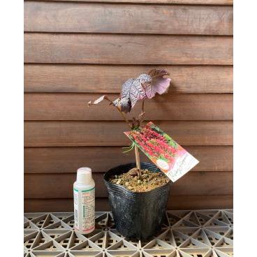 ドワーフカシワバアジサイ ルビースリッパーズ ：紫陽花 : 日本花卉