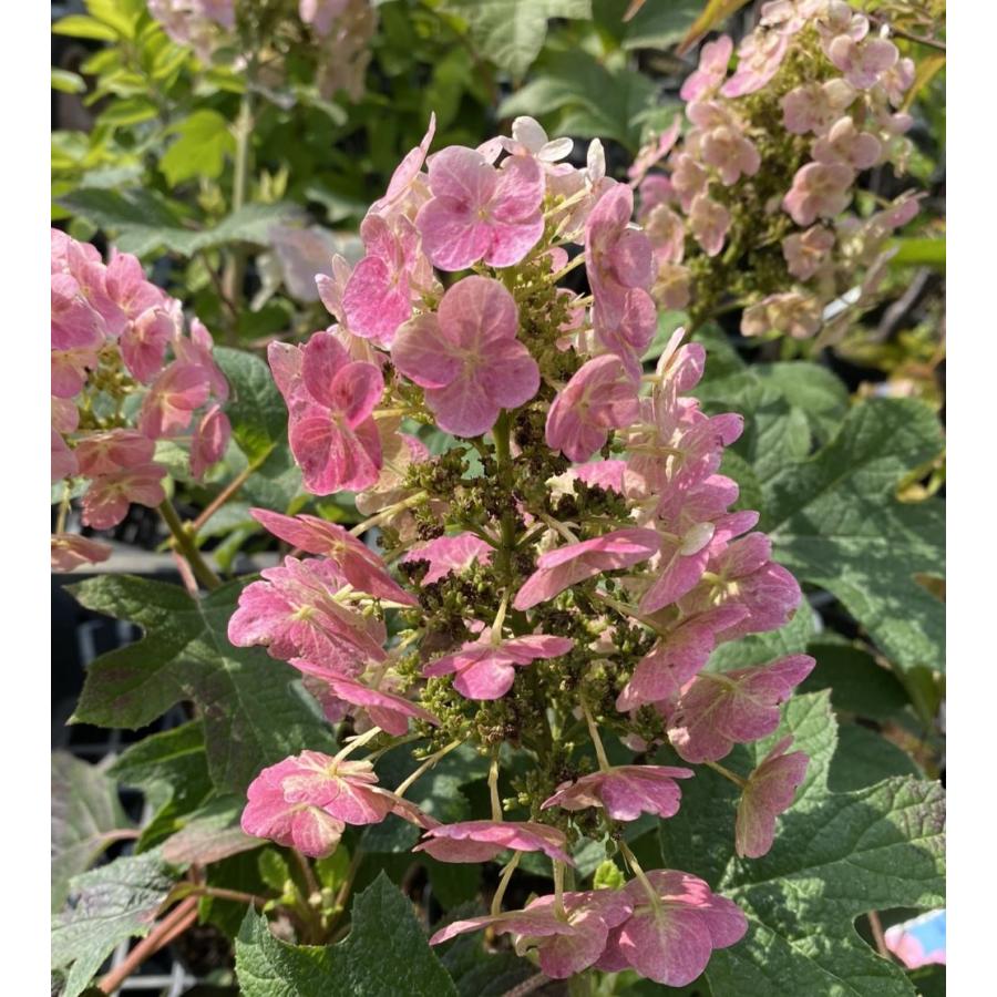 ドワーフカシワバアジサイ ルビースリッパーズ ：紫陽花 : 日本花卉