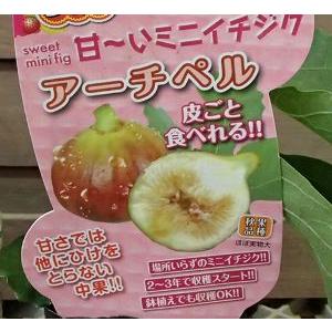 専用キープ　イチジク　アーチペル　苗木　苗　無花果　B 楽天市場】イチジク 苗 【アーチペル】 1年生 挿し木 ポット苗