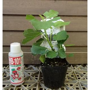 イチジク苗 いちじくの木【小苗】 アーチペル（イチジク）：果樹苗