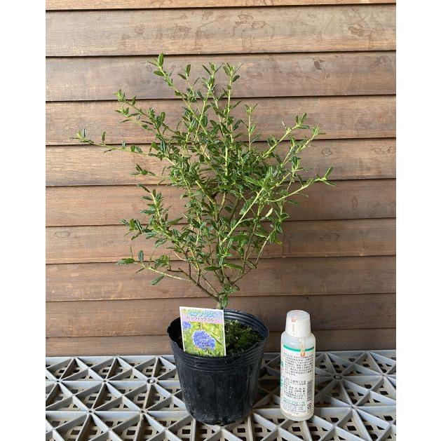 カリフォルニアライラック（セアノサス） 4寸ポット植え パシフィック