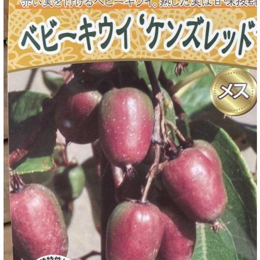 大株 ベビーキウイ：ケンズレッド（メス木）：果樹苗 接木 苗 苗木