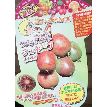 1002円 最新号掲載アイテム ハオルチア オブツーサ トルンカータ ホワイトラウンドポット ハオルシア 鉢植え 観葉植物 風水 植物 おしゃれ 室内 ユーロプランツ