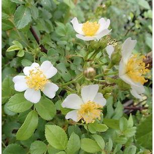 棘なしノイバラ種　約5000粒　野薔薇　野ばら　薔薇の実 トゲナシノイバラ（棘無し野薔薇） 白花 : 日本花卉ガーデン