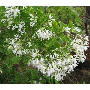 一才性 ナンジャモンジャの木 アメリカヒトツバタゴ 3寸ポット植え Z 日本花卉ガーデンセンターyahoo 店 通販 Yahoo ショッピング