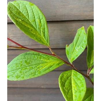 斑入り葉夏シャラの木 中斑 斑入り葉夏椿 5寸鉢植え Z 日本花卉ガーデンセンターyahoo 店 通販 Yahoo ショッピング