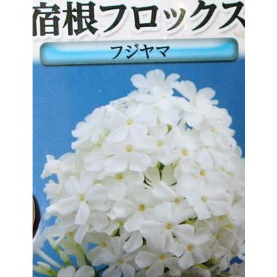 宿根フロックス フジヤマ : 日本花卉ガーデンセンターYahoo!店 - 通販
