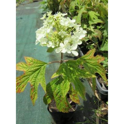 一重咲きカシワバアジサイ ピーウィ ：柏葉紫陽花 : 日本花卉ガーデン