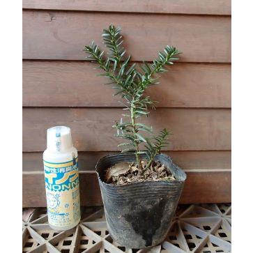 黄実のオンコ （イチイ：一位） : 日本花卉ガーデンセンターYahoo!店