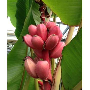 赤実バナナ（ピンクバナナ・アケビバナナ）耐寒性バナナ ：熱帯果樹苗