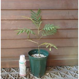 アカシアコア（コアアカシア） : 日本花卉ガーデンセンターYahoo!店