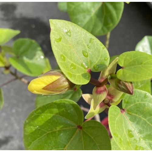 矮性オオハマボウ（ユウナ） 5寸鉢植え （開花実績株、古株、幹に傷