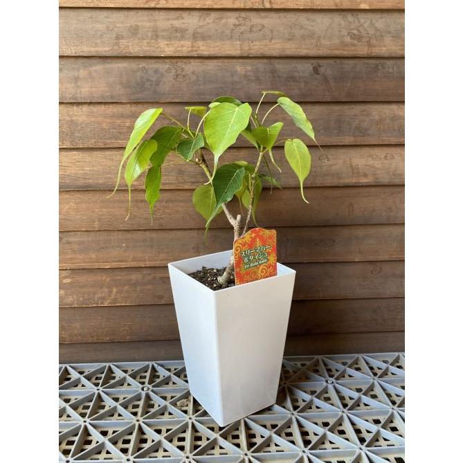 スクエア鉢植え スリーマハボダイジュ（インドボダイジュ）印度菩提樹