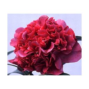 椿 大株！】 タカニニ：椿（ツバキ） : 日本花卉ガーデンセンターYahoo!店