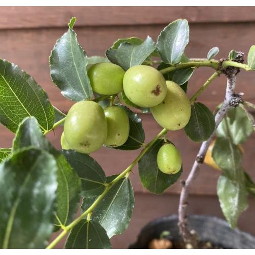 一才ナツメ（棗） 4寸ポット植え ：果樹苗 （必ずしも実付きでのお届け