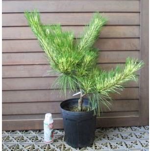蛇の目 赤松 ジャノメアカマツ 6寸鉢植え : 日本花卉ガーデンセンター
