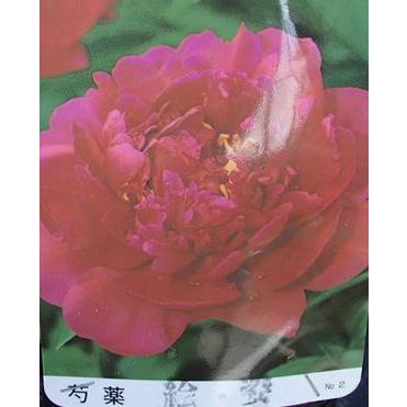 芍薬（シャクヤク） 絵姿 : 日本花卉ガーデンセンターYahoo!店 - 通販